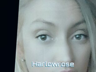 Harlowrose